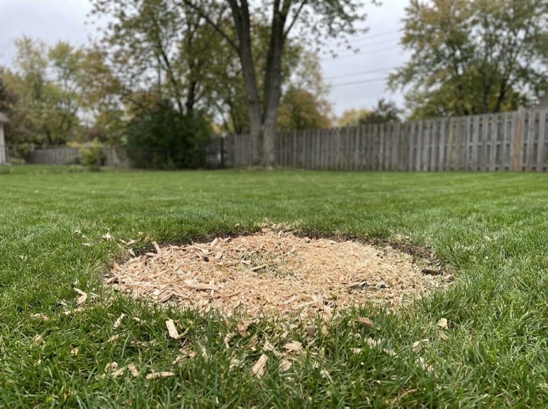 Same backyard spot after the stump was ground down