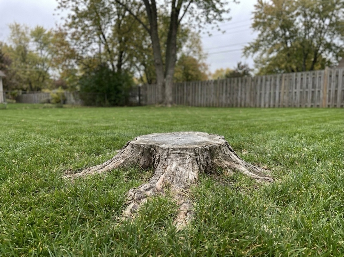 Tree stump in a backyard before grinding